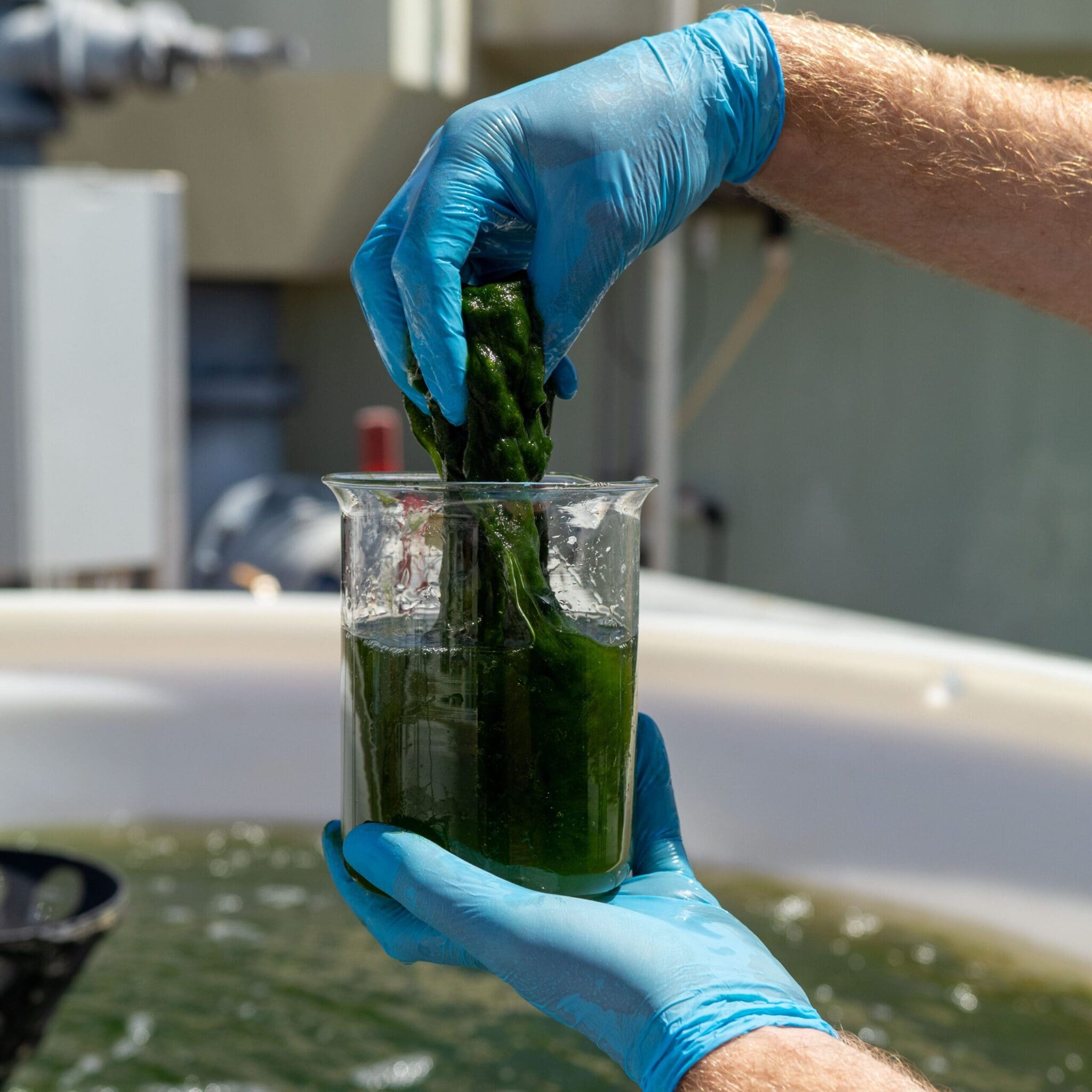 RegenAqua utilises endemic seaweeds and river grasses to strip pollutants from wastewater.
Boost for Thriving Circular Economy Projects | BDmag October 2023