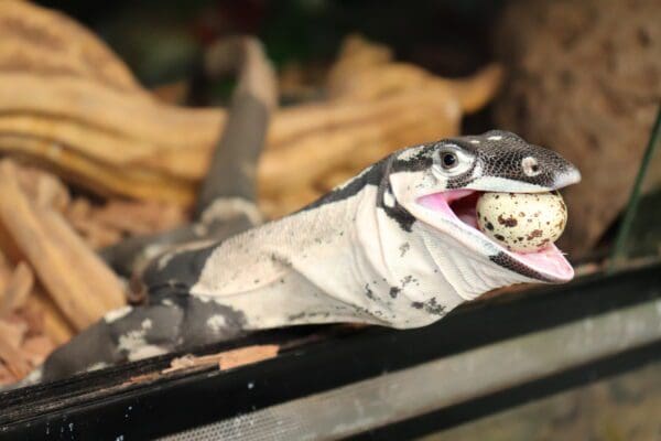 Goanna with small speckled egg in mouth BDmag January 2024